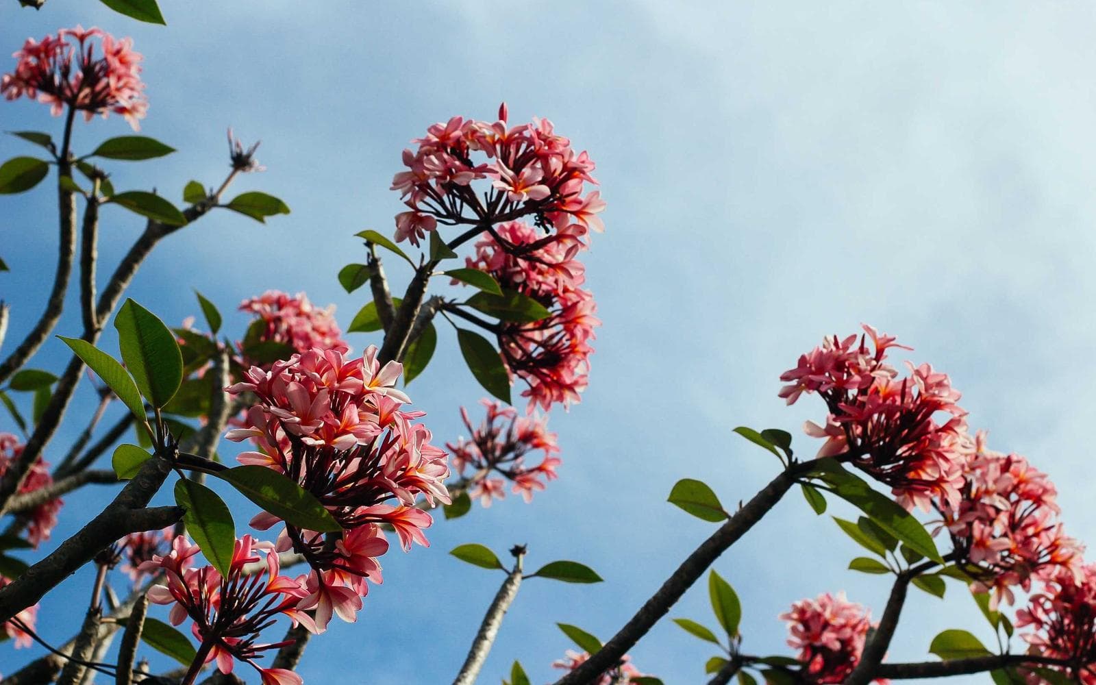 Valley Center Family House 3